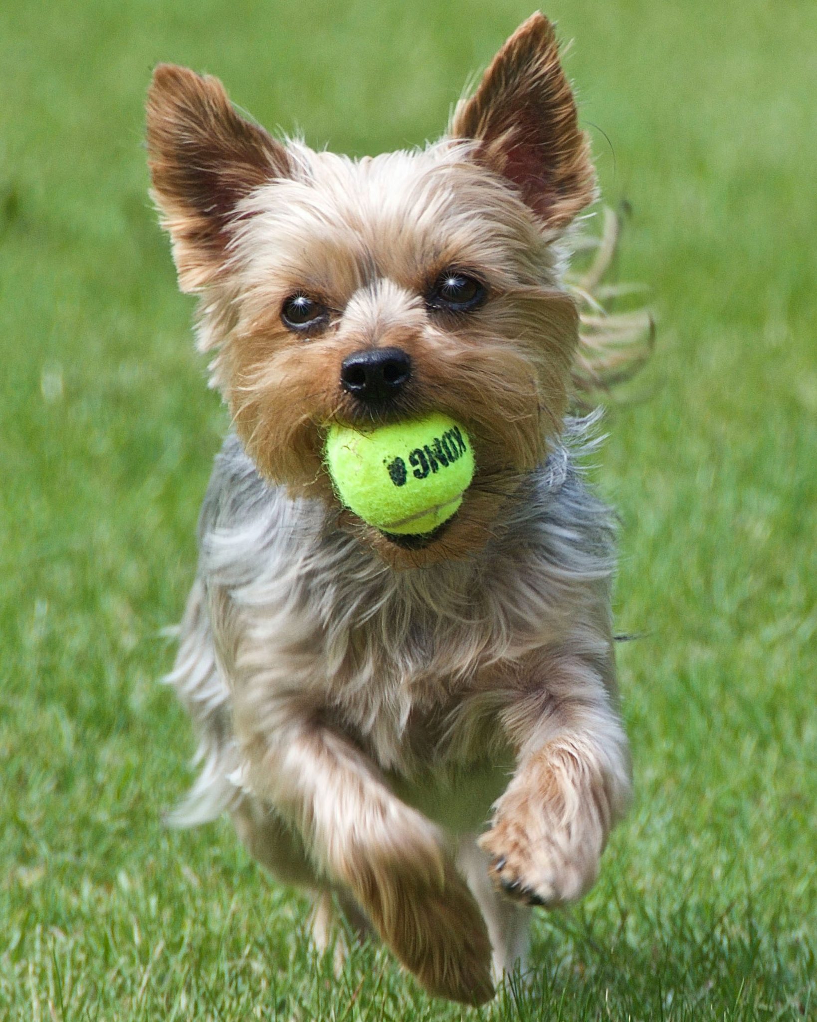 Vaccinations for Dogs