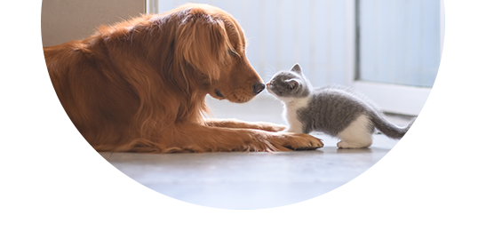 Carmarthen Pet Health Plan