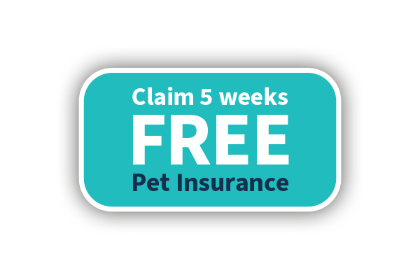 5 Weeks Free Carmarthen Pet Insurance
