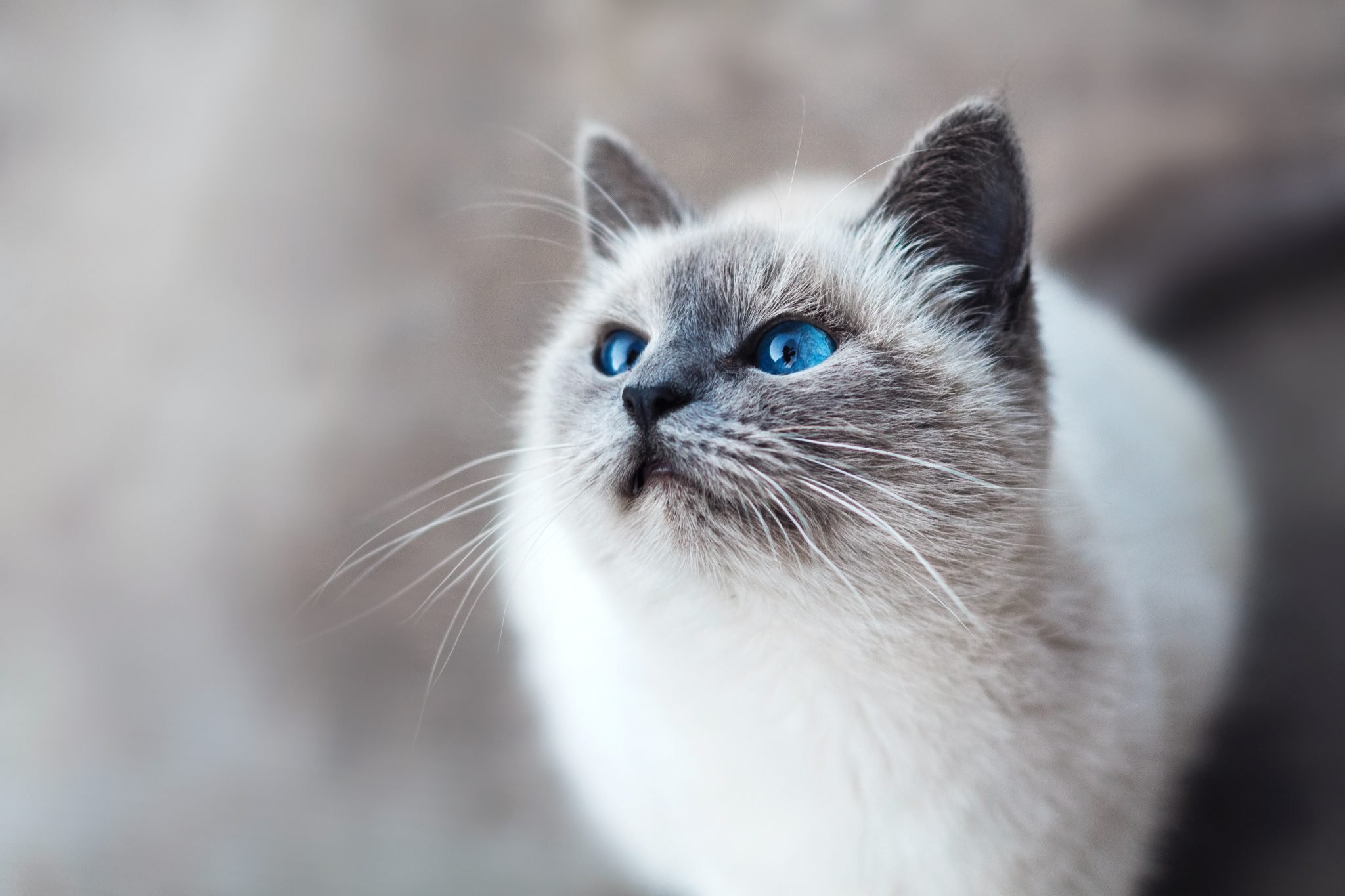 Vaccinations for Cats