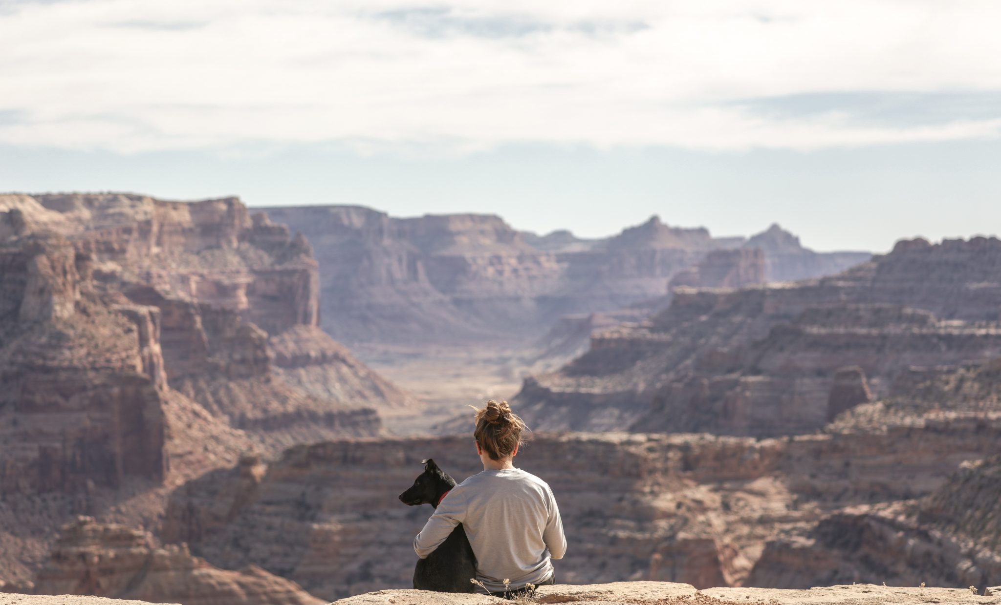 Pet Travel & Animal Health Certificates