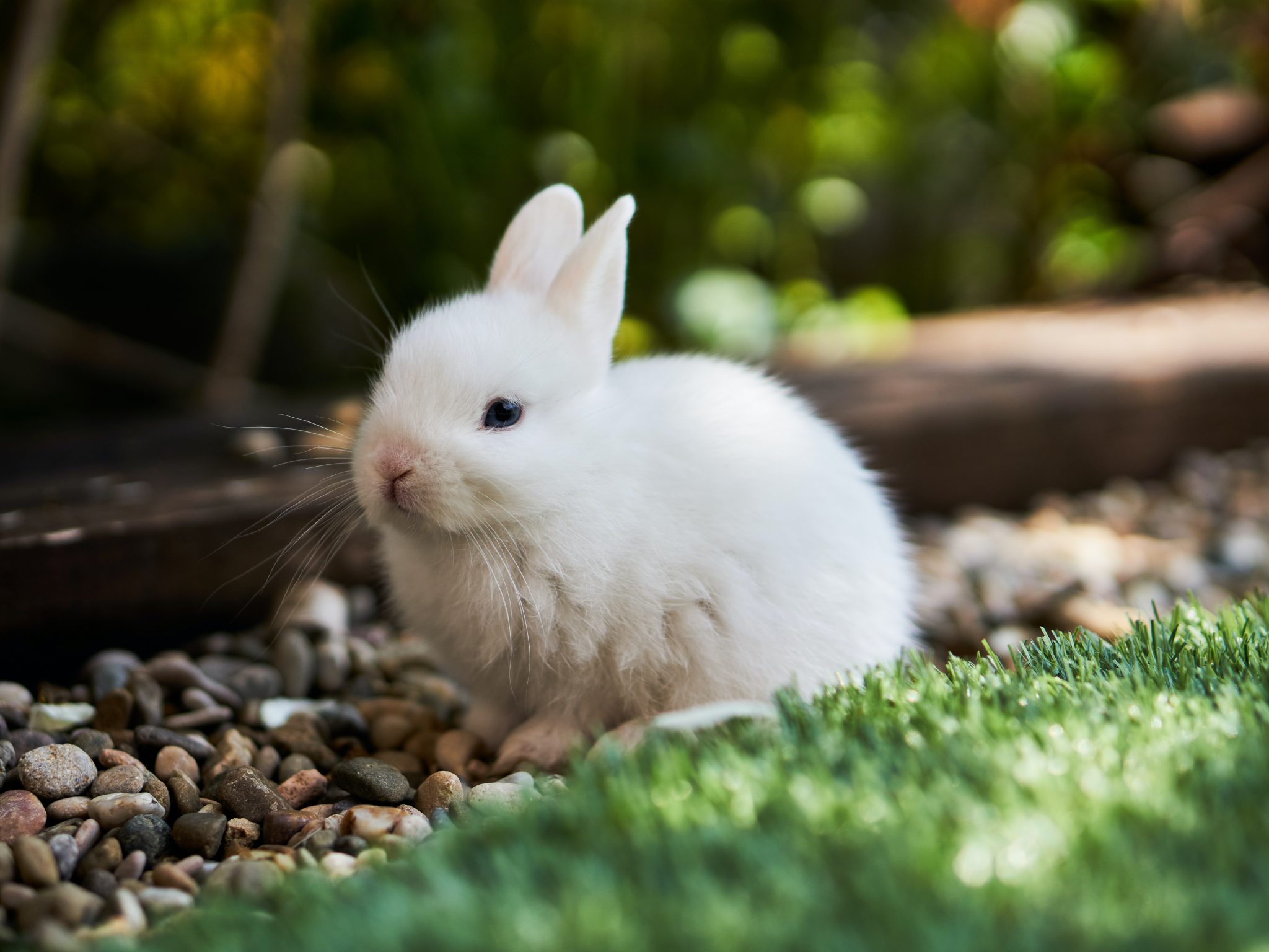 Vaccinations for Rabbits