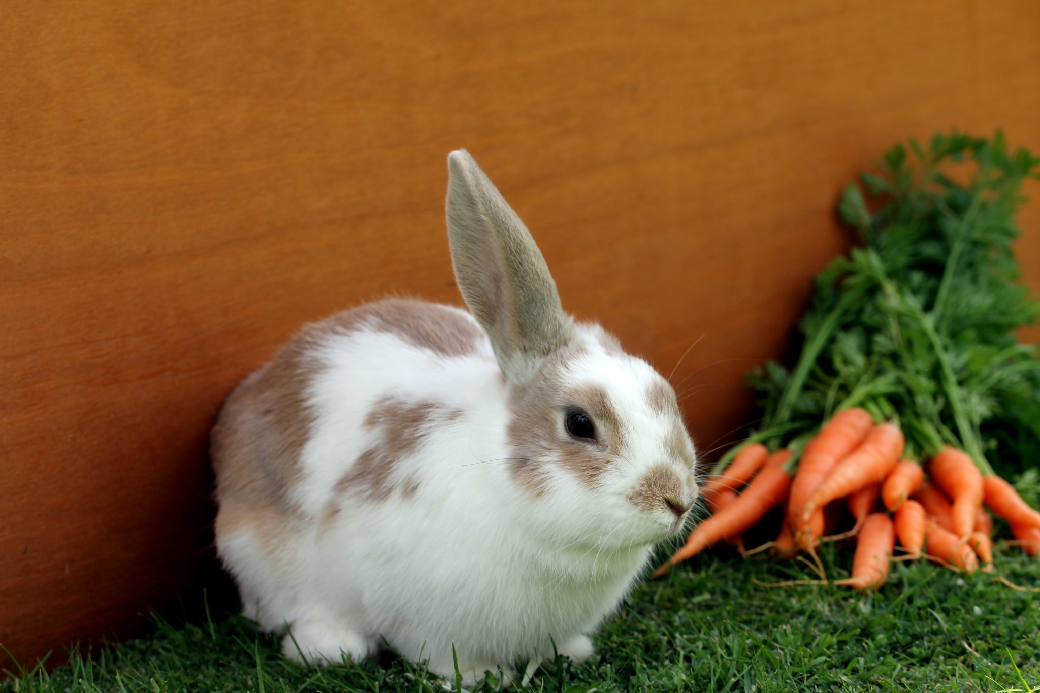 Rabbit Friendly